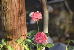 Pelargonium × hybridum
