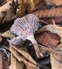 Basidiomycota
