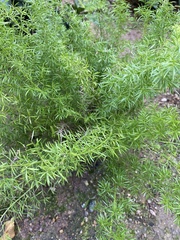 Asparagus densiflorus