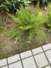 Asparagus densiflorus