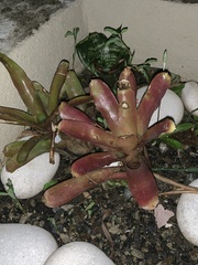Neoregelia