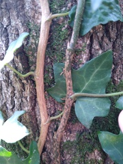 Hedera helix