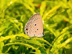 Luthrodes pandava