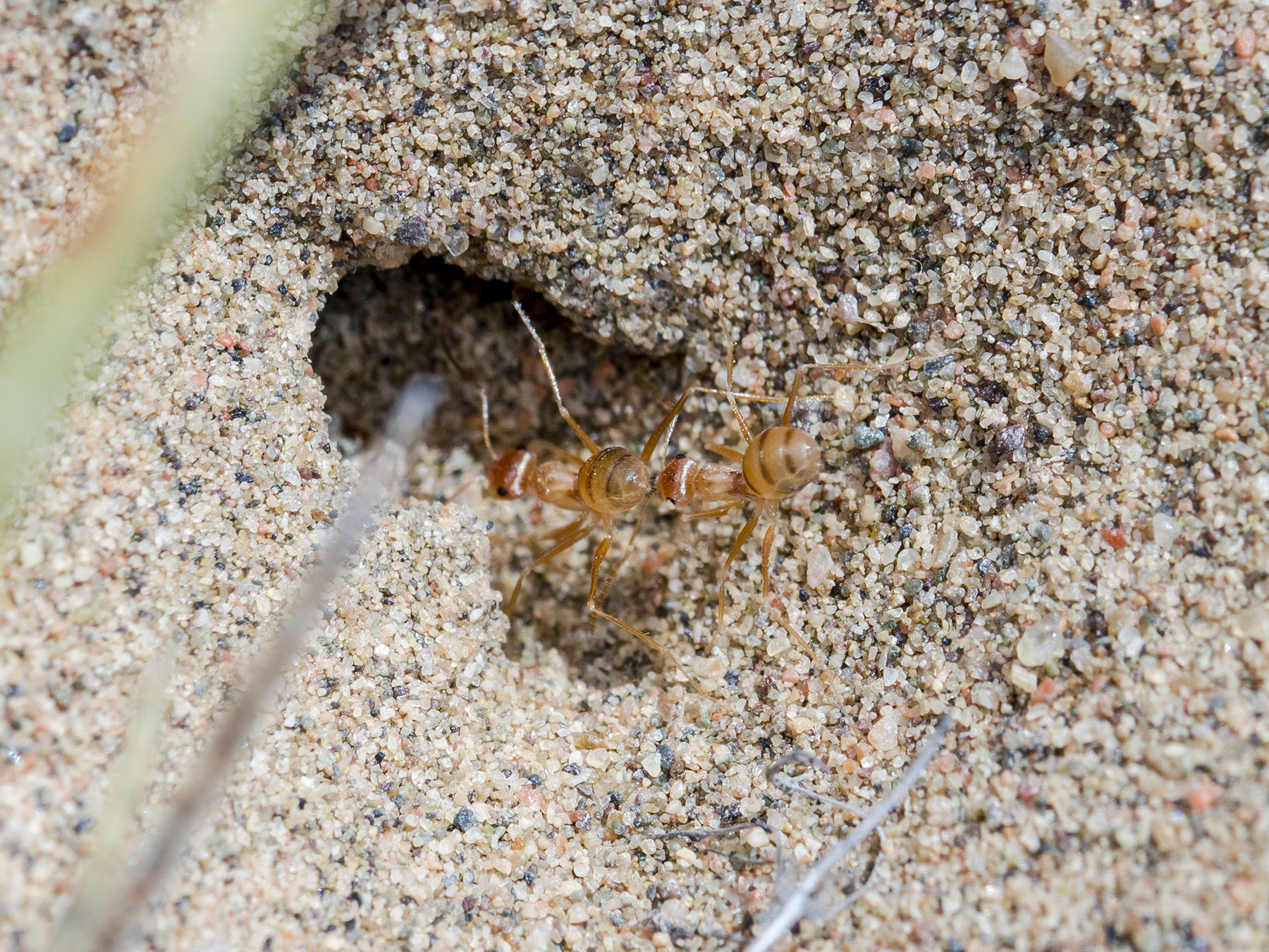 Cataglyphis pallida