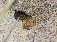 Cataglyphis pallida