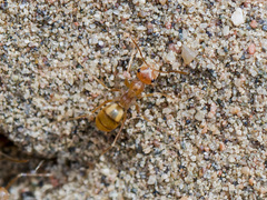 Cataglyphis pallida