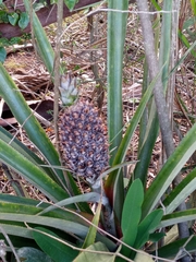 Ananas comosus comosus