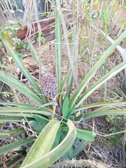 Ananas comosus comosus