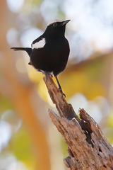 Myrmecocichla arnotti