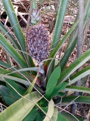 Ananas comosus comosus