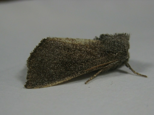 Giant sunflower borer moth photo 4