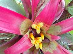 Image of Guzmania sanguinea