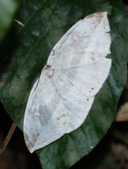 Cyclidia substigmaria