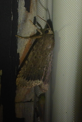 Amphipyra glabella