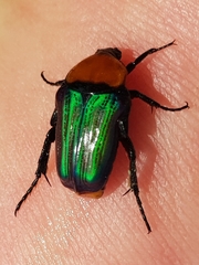 Leucocelis amethystina