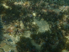 Canthigaster natalensis
