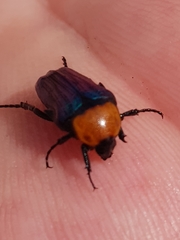 Leucocelis amethystina