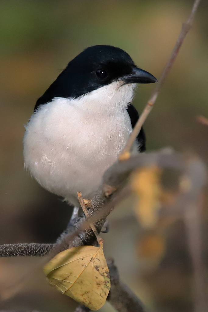 Tropical Boubou photo