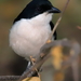 Tropical Boubou - Photo (c) John Gale, some rights reserved (CC BY-NC), uploaded by John Gale