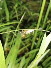 Oxyopes