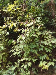 Callicarpa giraldii