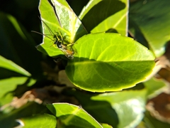 Colpotrochia cincta