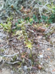 Ornithogalum juncifolium