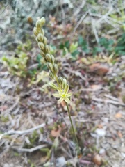 Ornithogalum juncifolium