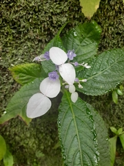 Hydrangea densifolia