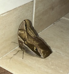 Eryphanis