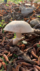 Pseudochitonia