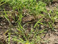 Thamnophis cyrtopsis ocellatus