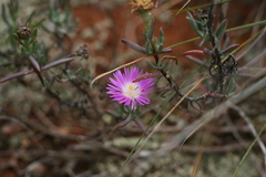 Lampranthus algoensis