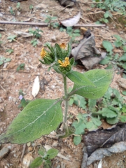 Sigesbeckia pubescens