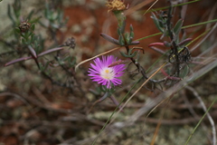 Lampranthus algoensis