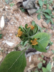 Sigesbeckia pubescens