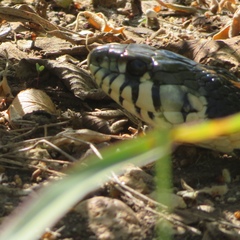 Thamnophis cyrtopsis ocellatus