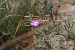 Lampranthus algoensis