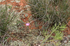 Lampranthus algoensis