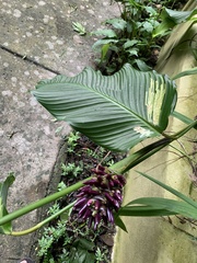 Goeppertia latifolia