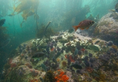 Boopsoidea inornata