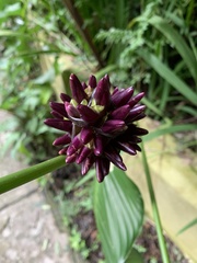 Goeppertia latifolia