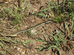 Thamnophis cyrtopsis ocellatus