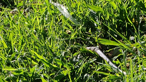 Common Tree Snake sighting