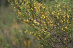 Aspalathus subtingens