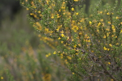 Aspalathus subtingens