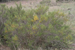 Aspalathus subtingens