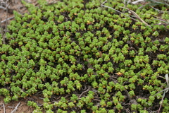 Bergia glomerata