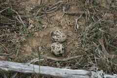 Burhinus