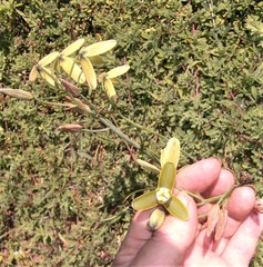 Albuca juncifolia